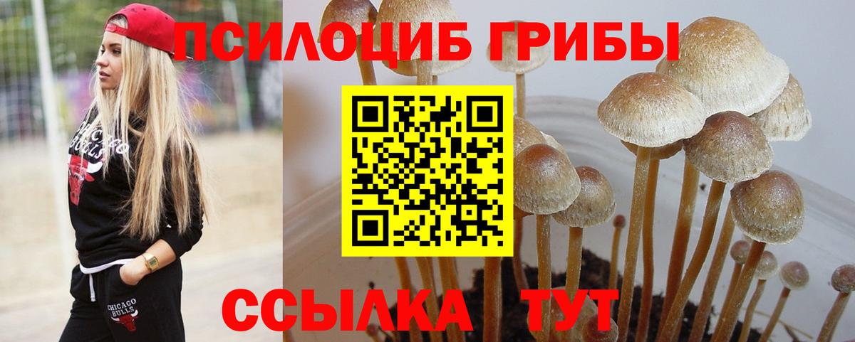 Псилоцибиновые грибы Psilocybe Гусиноозёрск
